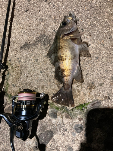 クロメバルの釣果