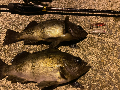 メバルの釣果