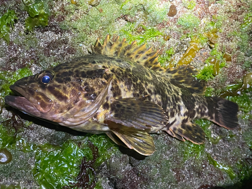 タケノコメバルの釣果