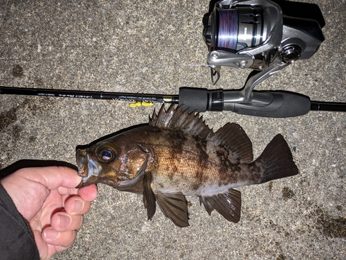 シロメバルの釣果