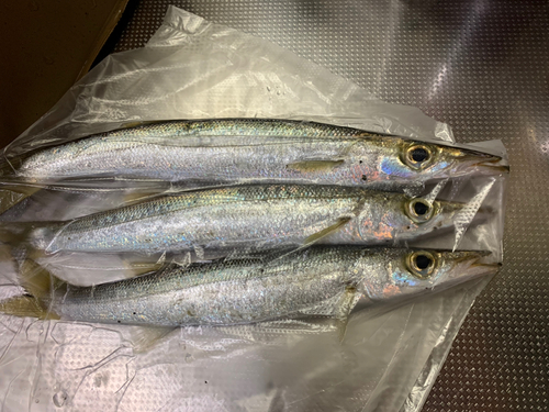 カマスの釣果