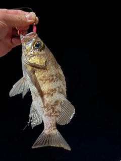 シロメバルの釣果