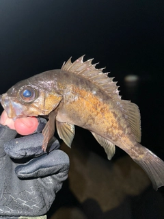 メバルの釣果