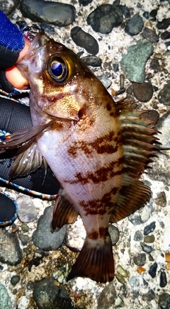 シロメバルの釣果