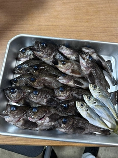 メバルの釣果