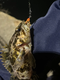 タケノコメバルの釣果