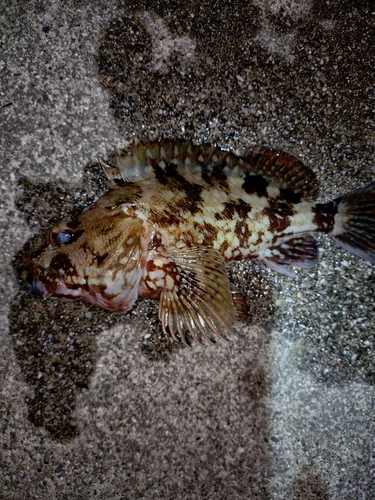 カサゴの釣果