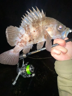 シロメバルの釣果