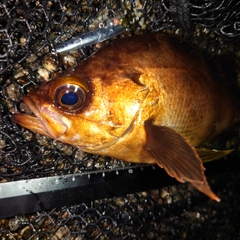 メバルの釣果