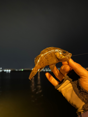 メバルの釣果