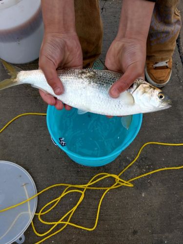 コノシロの釣果