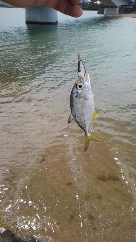 メッキの釣果