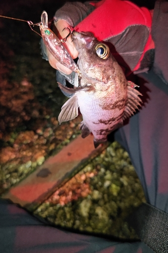 シロメバルの釣果