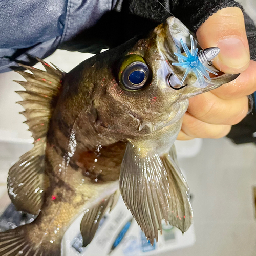 シロメバルの釣果