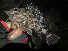 カサゴの釣果