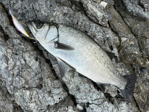 ヒラスズキの釣果