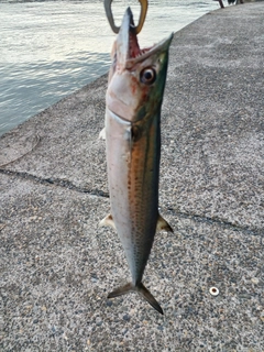 サゴシの釣果