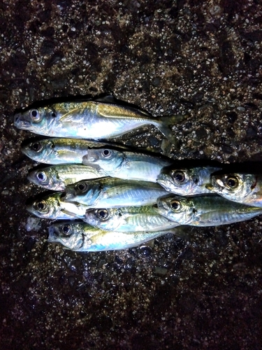 アジの釣果