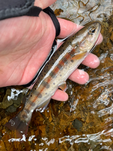 ヤマメの釣果