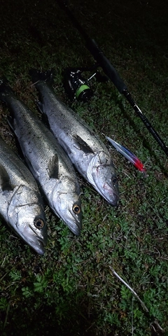 シーバスの釣果