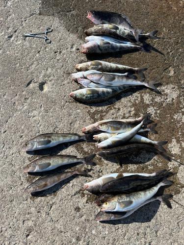 ホッケの釣果