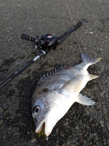 キビレの釣果