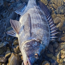 あららまの釣果