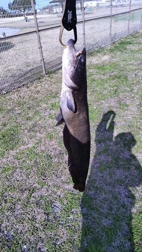 マナマズの釣果