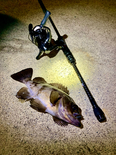 シロメバルの釣果