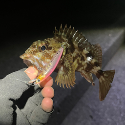 やまみの釣果