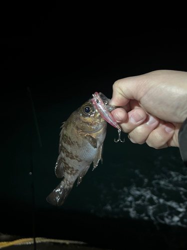 メバルの釣果