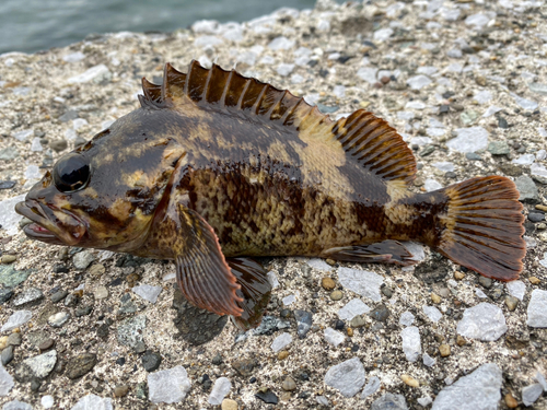 メバルの釣果