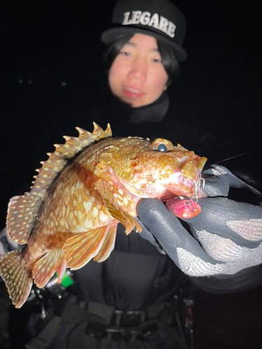 カサゴの釣果