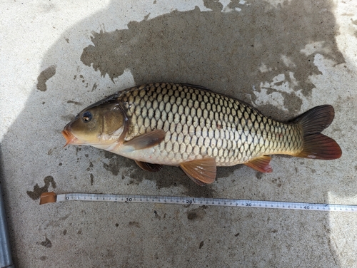 コイの釣果