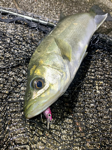 セイゴ（マルスズキ）の釣果