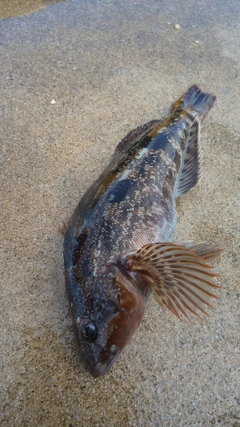 アイナメの釣果