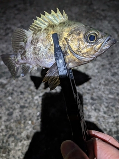 メバルの釣果