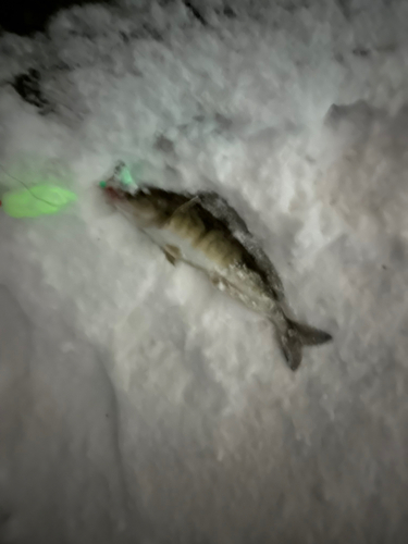 ホッケの釣果