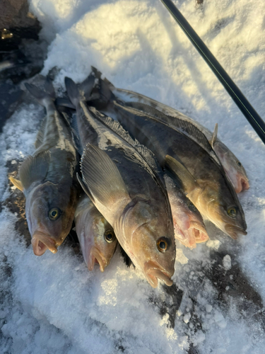 ホッケの釣果