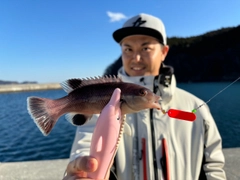 コブダイの釣果