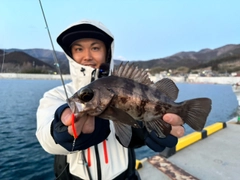 シロメバルの釣果