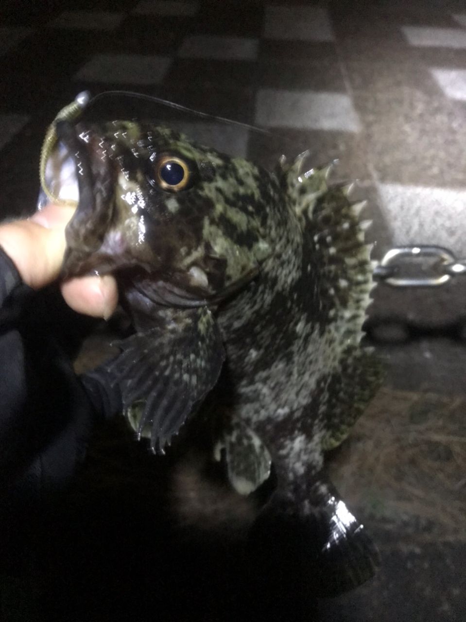 ガシラ
