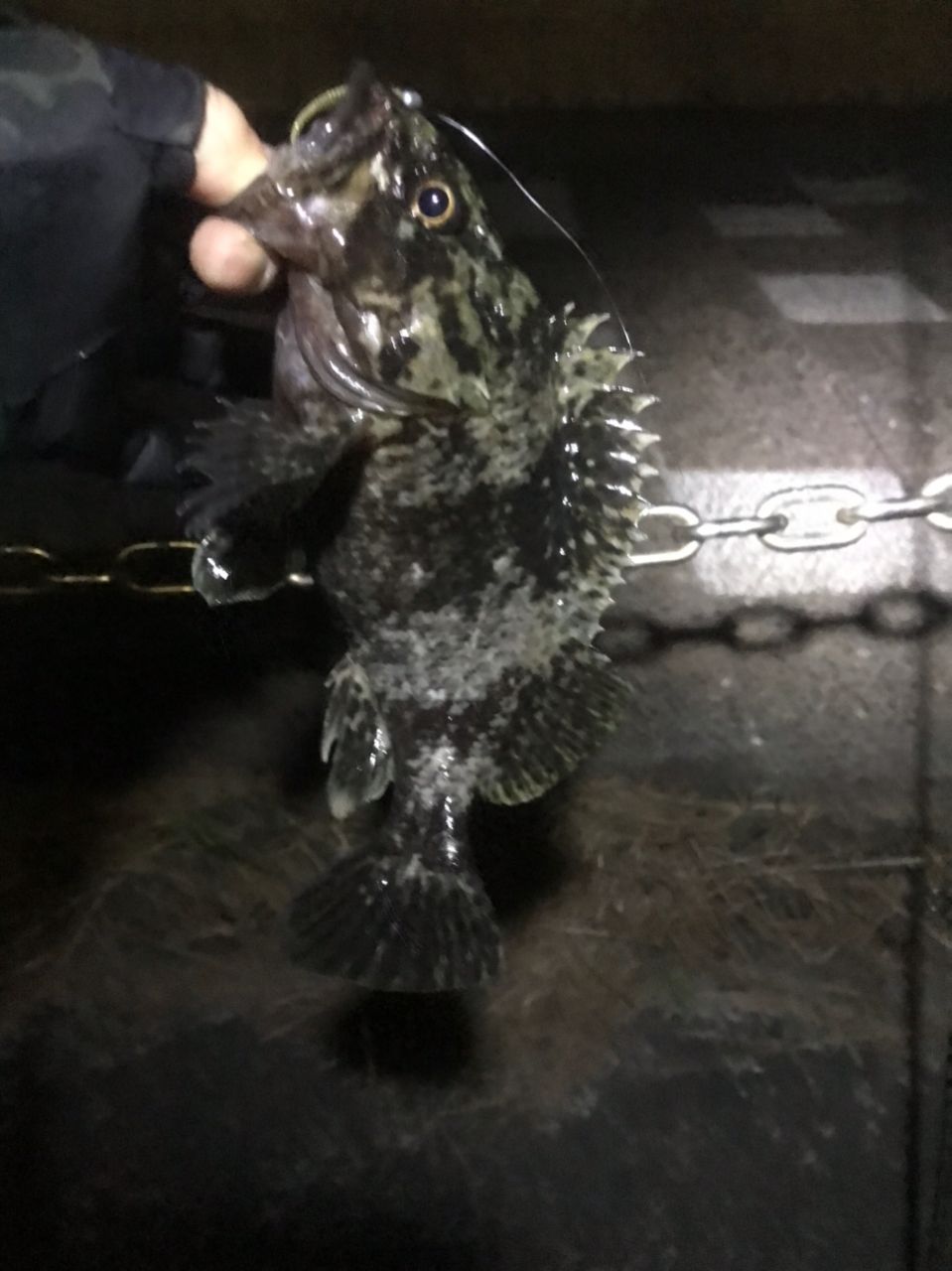 ガシラ