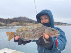 アイナメの釣果