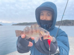 シロメバルの釣果