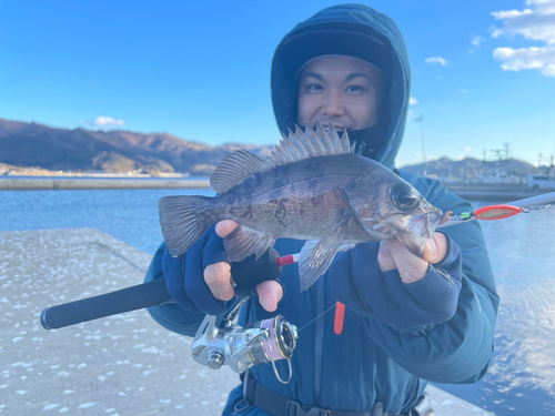 シロメバルの釣果