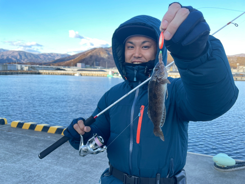 アイナメの釣果