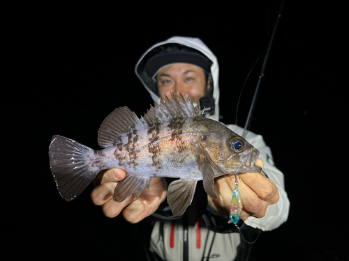 シロメバルの釣果