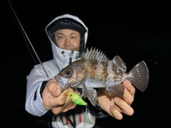 シロメバルの釣果