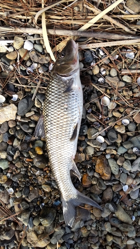 ニゴイの釣果